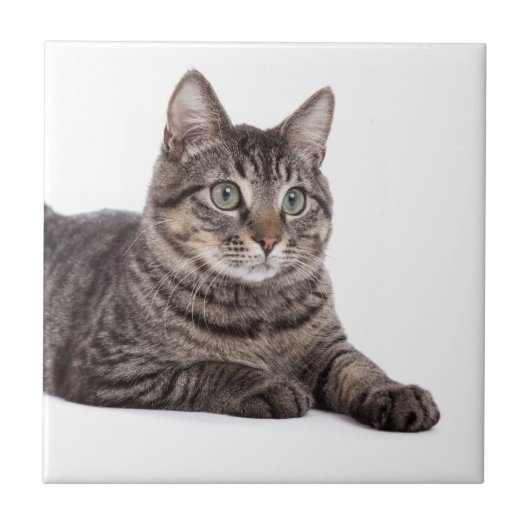 Gray Tabby Cat Tegeltje (Voorkant)