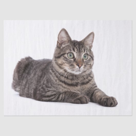 Gray Tabby Cat Tissuepapier (Voorkant)
