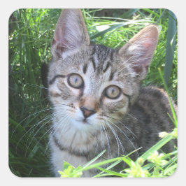 Gray Tabby Cat Vierkante Sticker