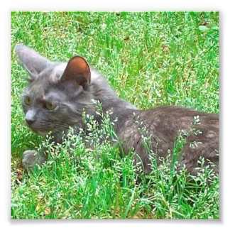 Gray Tortie Cat Foto Afdruk