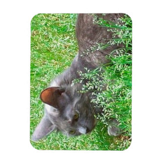 Gray Tortie Cat Magneet