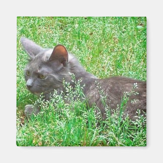 Gray Tortie Cat Magneet