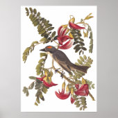 Gray Tyrant Kingbird Audubon  Art Bookplaat Poster (Voorkant)