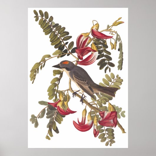 Gray Tyrant Kingbird Audubon  Art Bookplaat Poster (Voorkant)