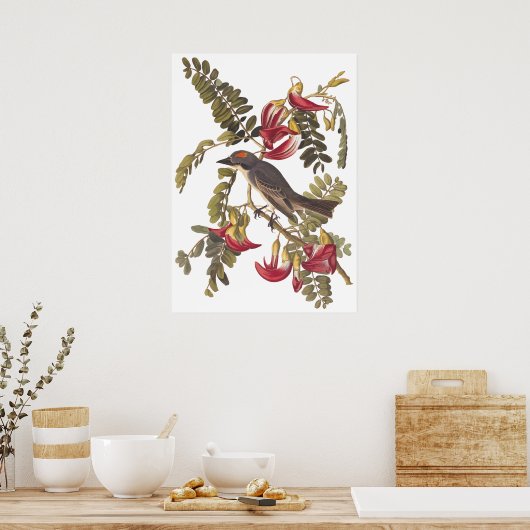 Gray Tyrant Kingbird Audubon  Art Bookplaat Poster (Keuken)