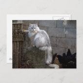 Gray-White Angora Cat Briefkaart (Voorkant / Achterkant)