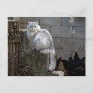 Gray-White Angora Cat Briefkaart