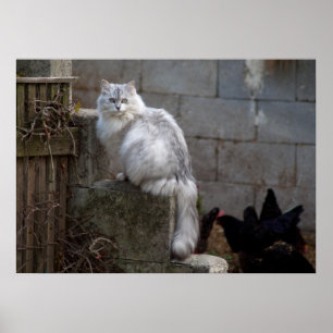 Gray-White Angora Cat Poster