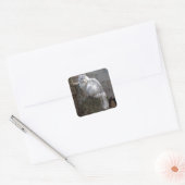 Gray-White Angora Cat Vierkante Sticker (Envelop)