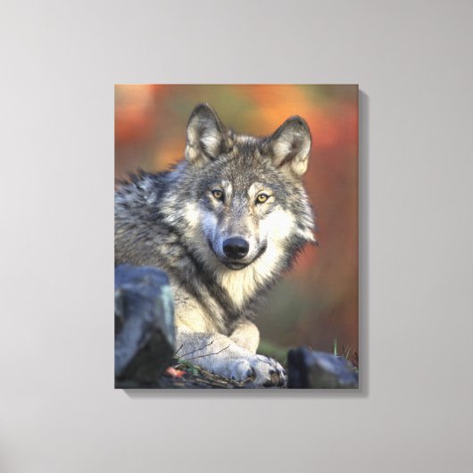 Gray Wolf Autumn Canvas Afdrukken (Voorkant)