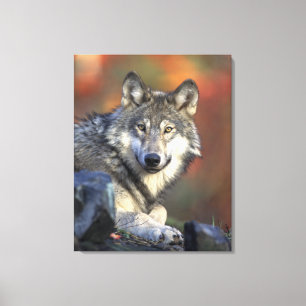 Gray Wolf Autumn Canvas Afdrukken