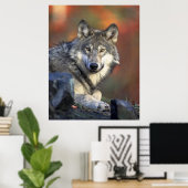 Gray Wolf Autumn Canvas Afdrukken Poster (Thuiskantoor)