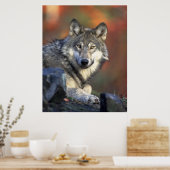 Gray Wolf Autumn Canvas Afdrukken Poster (Keuken)