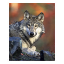 Gray Wolf Autumn Canvas Afdrukken