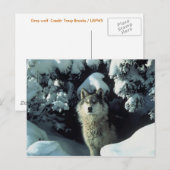 Gray Wolf Briefkaart (Voorkant / Achterkant)
