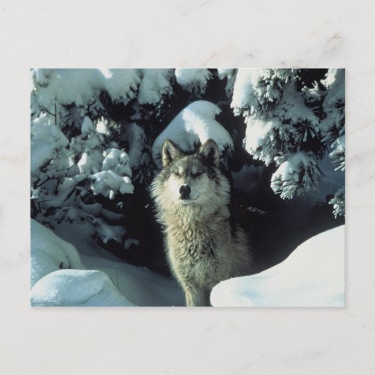 Gray Wolf Briefkaart (Voorkant)