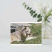 Gray Wolf Briefkaart (Staand voorkant)