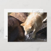 Gray Wolf Briefkaart (Voorkant / Achterkant)