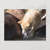 Gray Wolf Briefkaart (Voorkant)