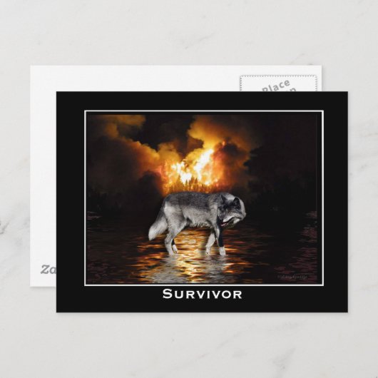 Gray Wolf Briefkaart (Voorkant / Achterkant)