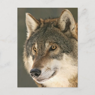 Gray Wolf Briefkaart
