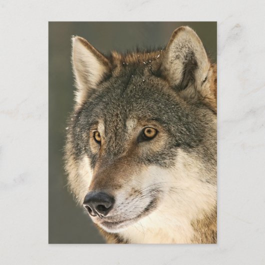 Gray Wolf Briefkaart (Voorkant)