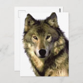 Gray Wolf Briefkaart (Voorkant / Achterkant)