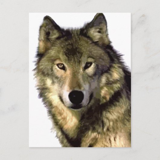 Gray Wolf Briefkaart (Voorkant)
