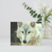 Gray Wolf Briefkaart (Staand voorkant)