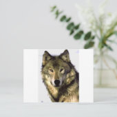Gray Wolf Briefkaart (Staand voorkant)