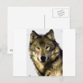 Gray Wolf Briefkaart (Voorkant / Achterkant)
