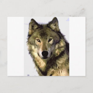 Gray Wolf Briefkaart