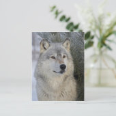 Gray Wolf Briefkaart (Staand voorkant)