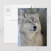 Gray Wolf Briefkaart (Voorkant / Achterkant)
