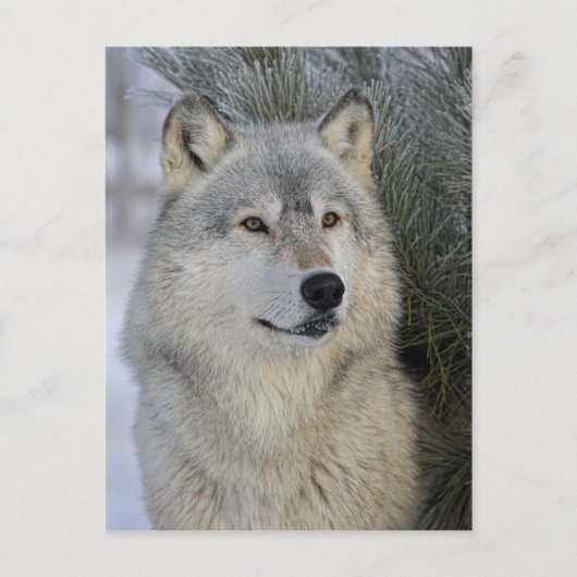 Gray Wolf Briefkaart (Voorkant)