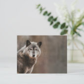 Gray Wolf Briefkaart (Staand voorkant)