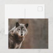 Gray Wolf Briefkaart (Voorkant / Achterkant)