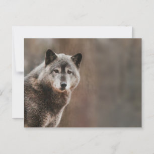 Gray Wolf Briefkaart