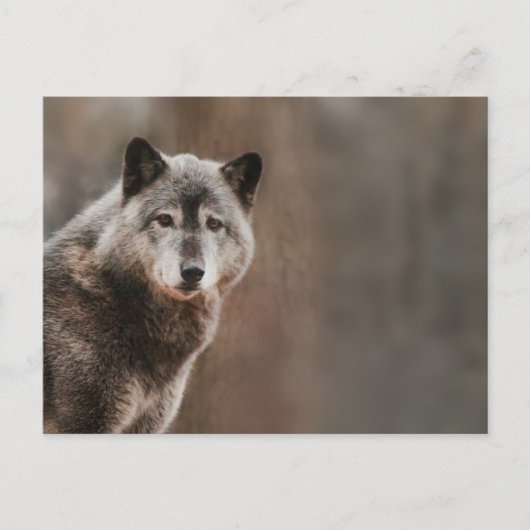 Gray Wolf Briefkaart (Voorkant)
