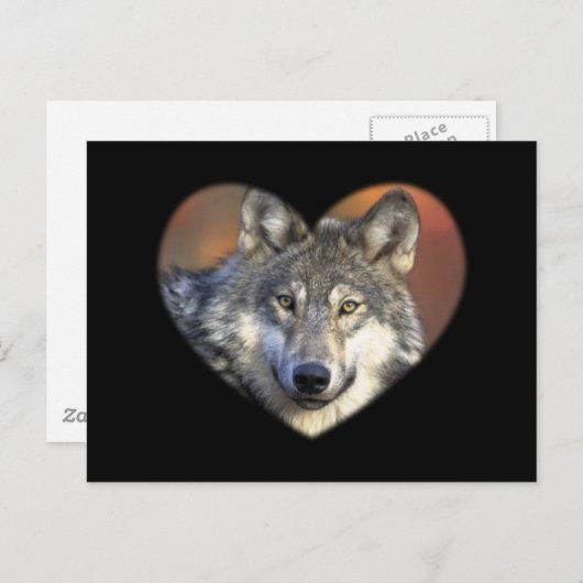 Gray Wolf Briefkaart (Voorkant / Achterkant)