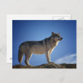 Gray Wolf Briefkaart (Voorkant / Achterkant)