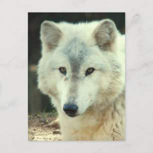Gray Wolf Briefkaart