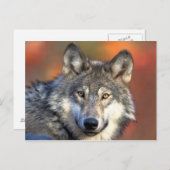 Gray Wolf Briefkaart (Voorkant / Achterkant)
