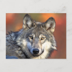 Gray Wolf Briefkaart