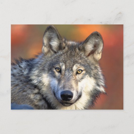 Gray Wolf Briefkaart (Voorkant)