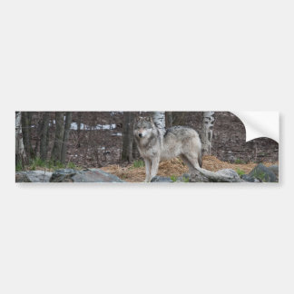 Gray Wolf Bumpersticker