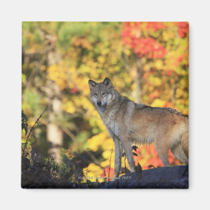 Gray Wolf Canis lupus.order: carnivorafamie Magneet