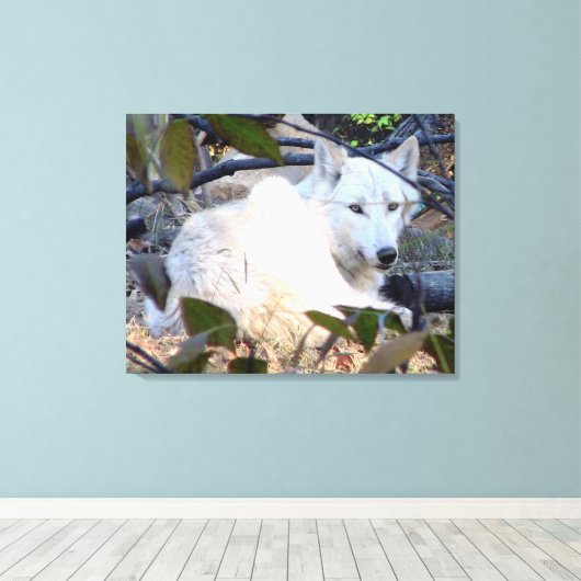 Gray Wolf Canvas Afdruk (Insitu (Houten vloer))