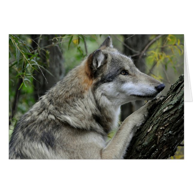 Gray Wolf Card (Voorkant Horizontaal)