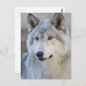 Gray Wolf Closeup Briefkaart (Voorkant / Achterkant)